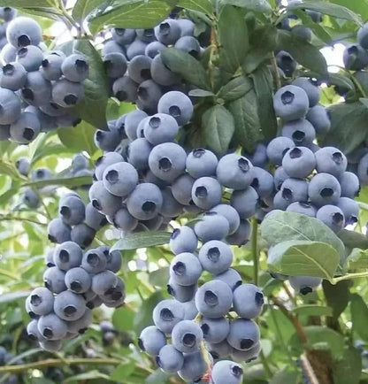 Giant Blueberry Fruit Seeds